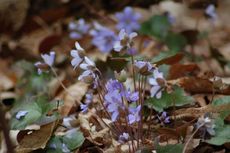 Leberblümchen 03.JPG